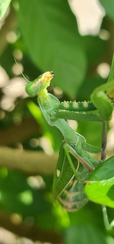 Giant African Mantis
