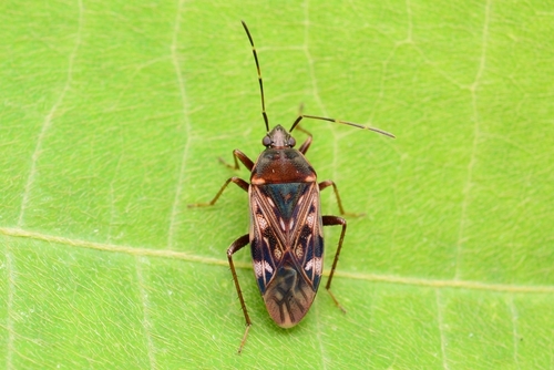 Neolethaeus dallasi (Scott, 1874)