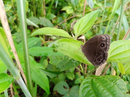 Common Bush Brown