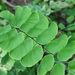 Walking Maidenhair Fern - Photo (c) 九天, all rights reserved, uploaded by 九天