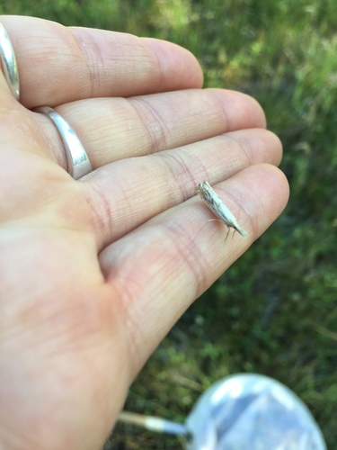 iNaturalist observation photo of Butterflies and Moths