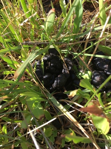 iNaturalist observation photo of Ungulates, Carnivorans, and Allies