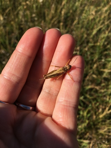 iNaturalist observation photo of Clear-winged Grasshopper