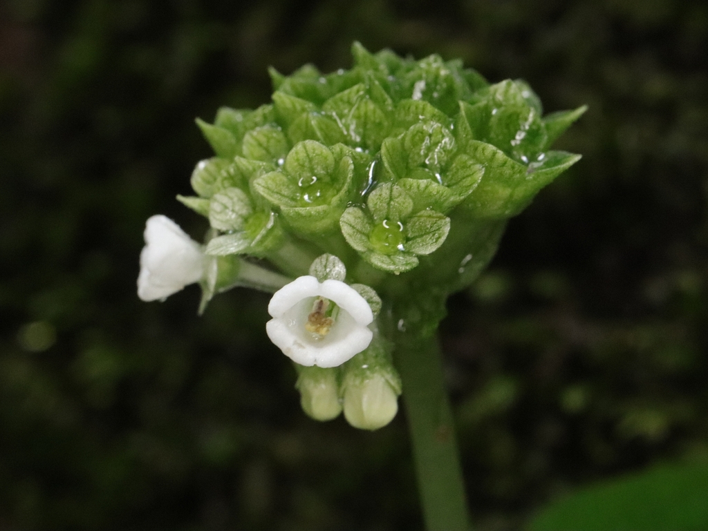 Argostemma neurocalyx Riau sumatera【LA便】正規タグ付き アルゴステマ Species New to Science: [Botany \u2022 2019] Notes on the Genus