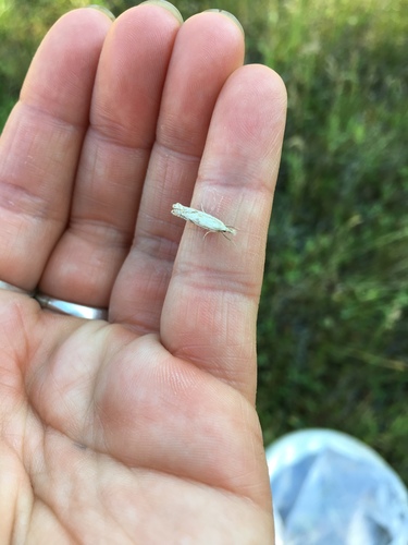iNaturalist observation photo of Butterflies and Moths