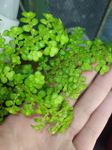 Pilea margarettae