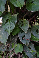 Monstera adansonii image