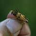 Glenea quadrinotata - Photo (c) Pan Hu, todos los derechos reservados, subido por Pan Hu