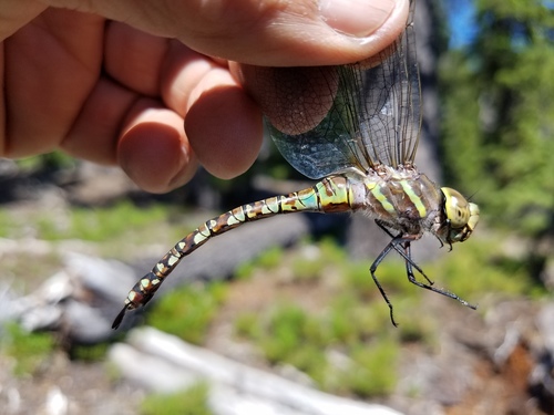 Blue-eyed Darner