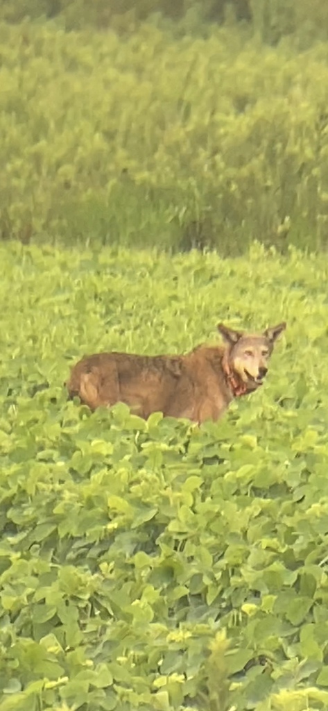 Red Wolf in July 2022 by Jared Spurlin · iNaturalist