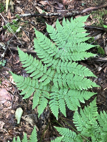 spreading wood fern