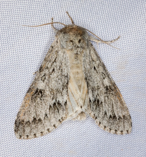 iNaturalist observation photo of Large Gray Dagger