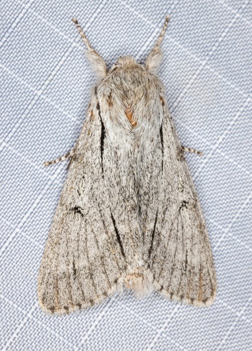 iNaturalist observation photo of Blue-gray Dagger