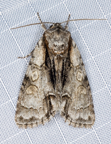 iNaturalist observation photo of Gentle Dagger
