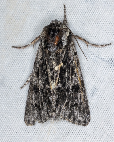 iNaturalist observation photo of Pacific Dagger