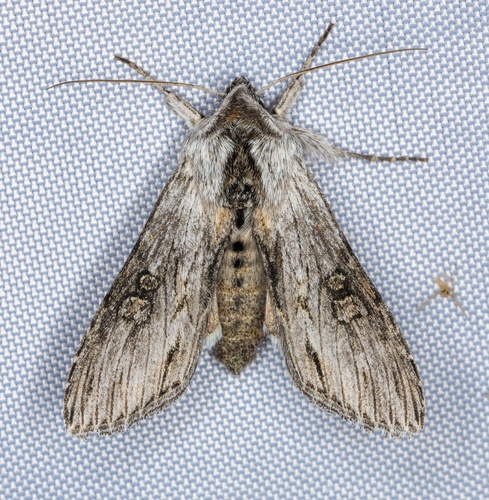 iNaturalist observation photo of Cucullia antipoda