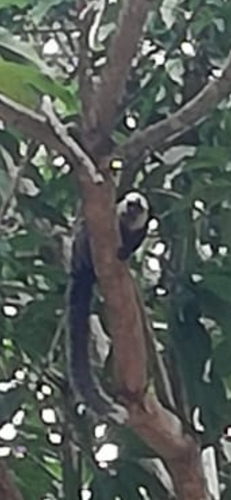 Geoffroy’s Tufted-ear Marmoset