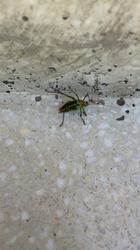 Isophya rizeensis
