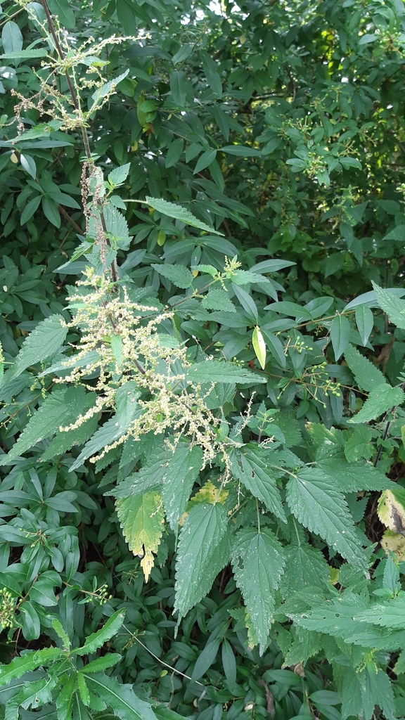 great stinging nettle from Bernartice nad Odrou 131, 741 01 Bernartice ...