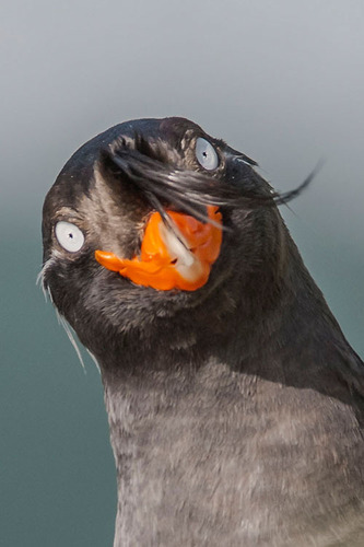 Crested Auklet