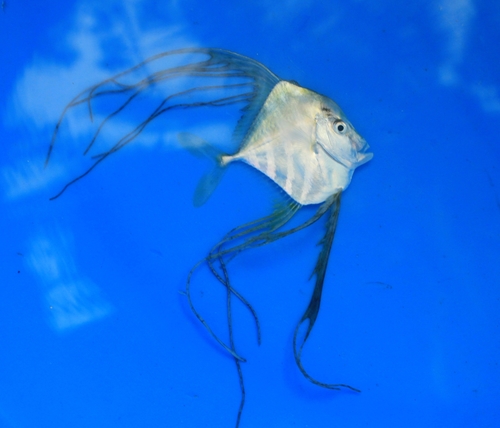Diamond Trevally
