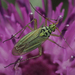 Knapweed Plant Bug - Photo (c) Nelson Wan, all rights reserved, uploaded by Nelson Wan