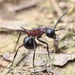 Polyrhachis lamellidens - Photo (c) 二班的螺蛳粉, all rights reserved, uploaded by 二班的螺蛳粉