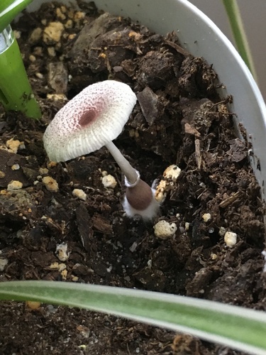 Leucocoprinus ianthinus