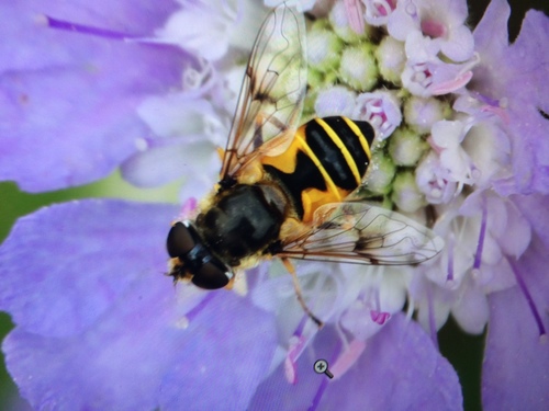 Stripe-winged Drone Fly