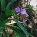 Racinaea hamaleana - Photo (c) heidy gomez, כל הזכויות שמורות, הועלה על ידי heidy gomez