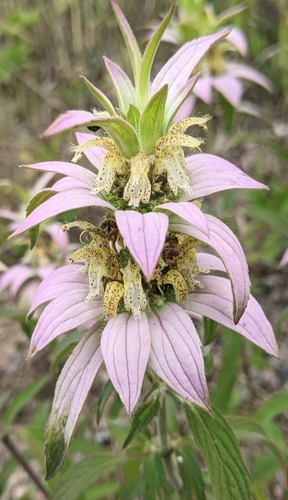 Monarda punctata var. villicaulis