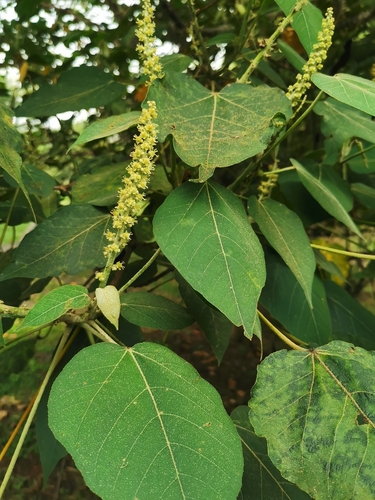 Croton draco - Whole tree in disturbed forest edge
