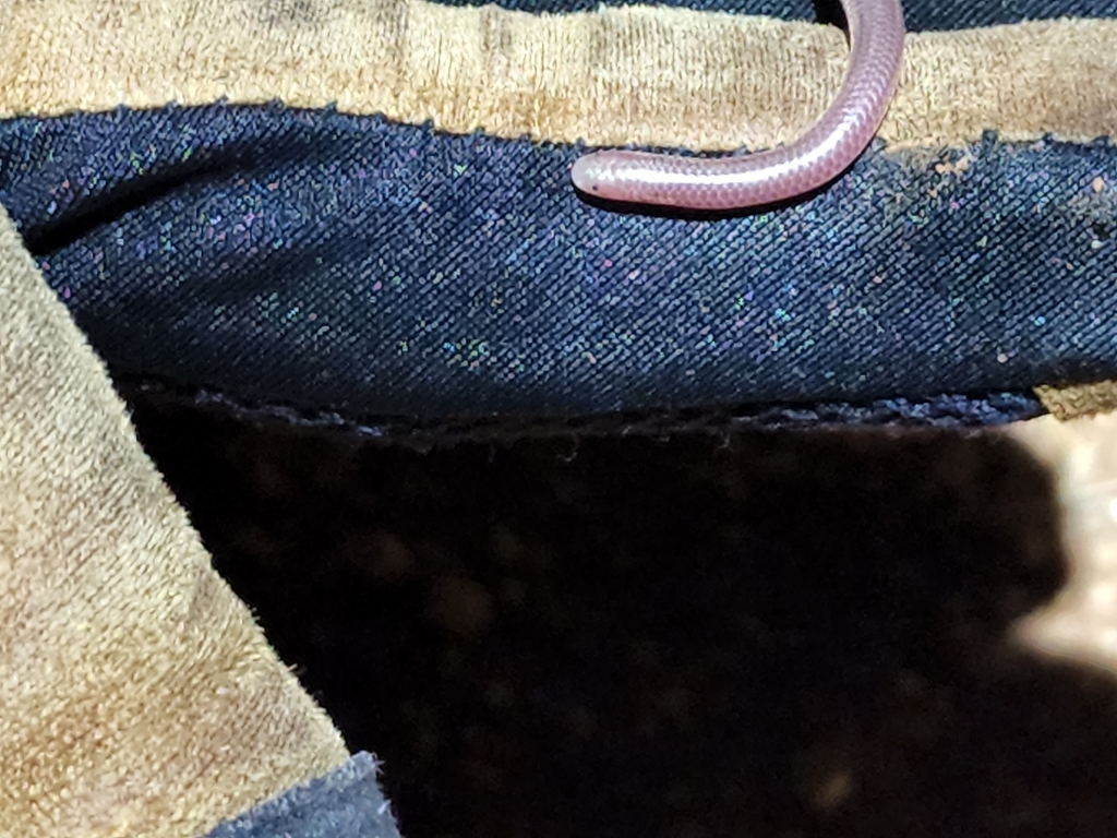 Western Threadsnake from Calimesa, CA 92320, USA on July 28, 2022 at 08 ...