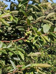 Psidium guajava image