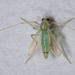 Stenochironomus macateei - Photo (c) Joseph Connors, all rights reserved, uploaded by Joseph Connors