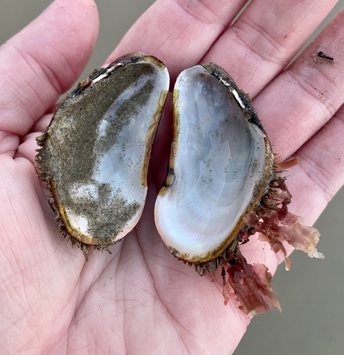 Fat Horse Mussel