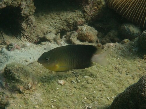 Pomacentrus xanthosternus