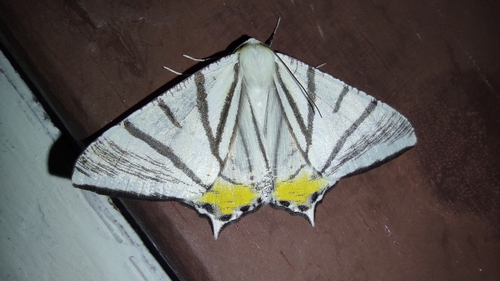 Ourapteryx excellens