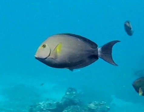 Yellowfin Surgeonfish