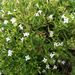 Houstonia longifolia glabra - Photo (c) jtuttle, όλα τα δικαιώματα διατηρούνται, uploaded by jtuttle