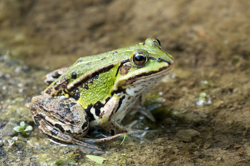 Pelophylax
