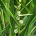 Unbranched Bur-Reed - Photo (c) Fero Bednar, all rights reserved, uploaded by Fero Bednar