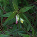 Melampyrum lineare latifolium - Photo (c) jtuttle, kaikki oikeudet pidätetään, lähettänyt jtuttle
