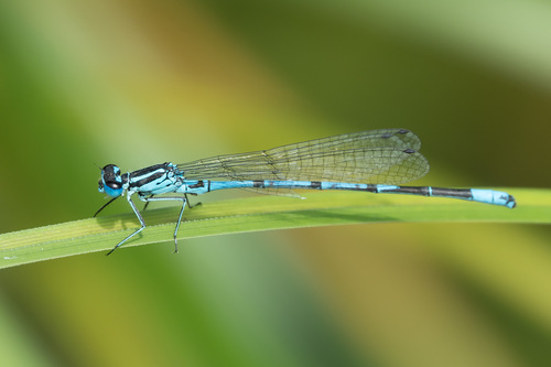 Coenagrion puella