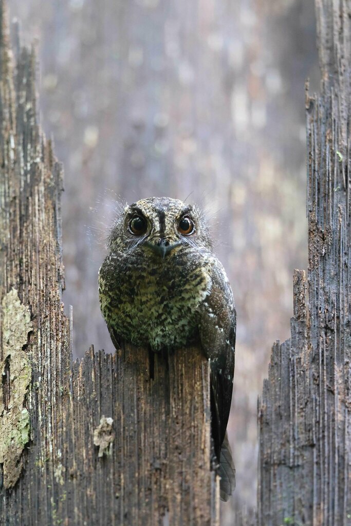 Wallace's Owlet-nightjar (Aegotheles wallacii) photo