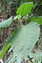 Image of Cinchona officinalis