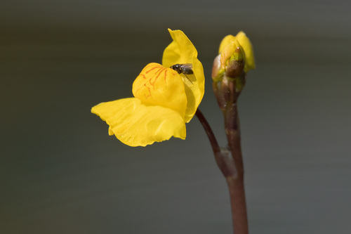 Utricularia × neglecta
