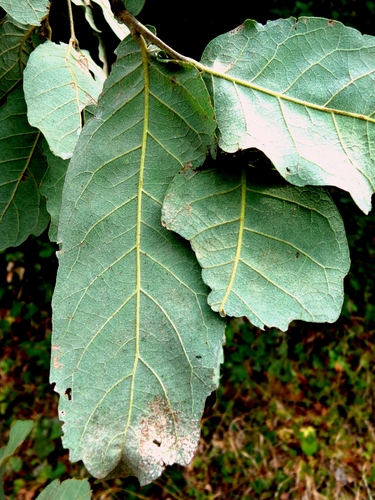 Quercus diversifolia