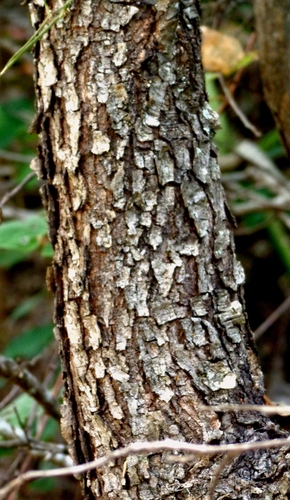 Quercus diversifolia