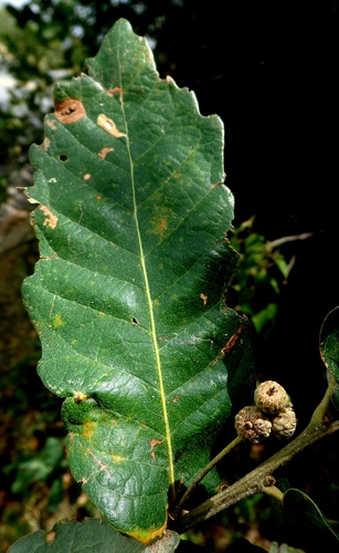 Quercus diversifolia
